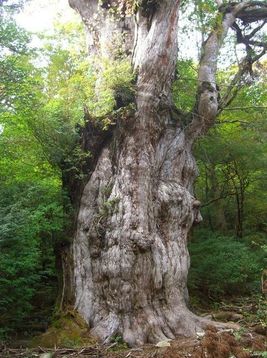 CIMG3607-feba6.jpg