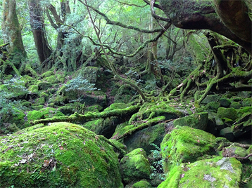 yakushima_001.jpg